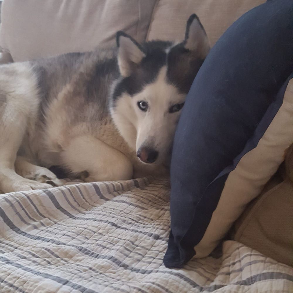 Meet your Posher, Carol